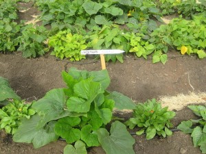 the_first_lady_garden
