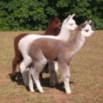 Nicole_Kidman_Alcapas