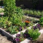 Nicole_Kidman_Veggie_Garden