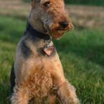 Jessica_Simpson_New_Airedale